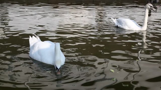 Man, woman, bunch of women feed the swans in a city public leisure park. Takes care of animals