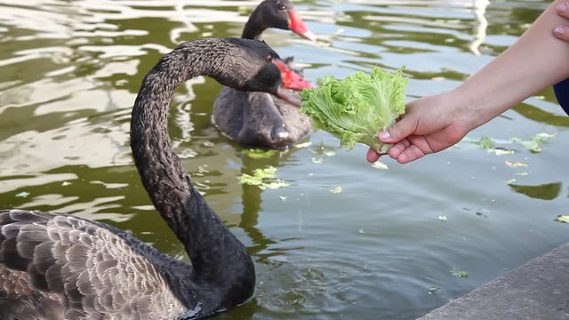 Man, woman, bunch of women feed the swans in a city public leisure park. Takes care of animals