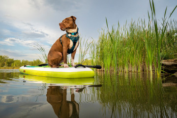 pit bull dog on stand up paddleboard