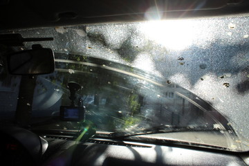 traces of windshield dirty from birds inside