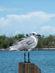 Obraz premium Close up of a sea gull with fishing boats in the background in a pier in Miami