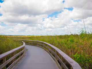 Fototapeta premium Wooden path on swamp in Everglades, Florida, USA