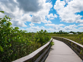 Wooden path on swamp in Everglades, Florida, USA