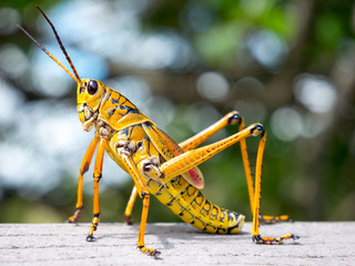 colorful lubber grasshopper clings to grass stalk