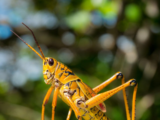 Colorful grasshopper warms up in the sun