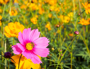 close up pink cosmos flowers With honey bees sucking