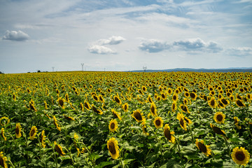 Fototapeta na wymiar Blooming sunflower field. Agricultural grounds.