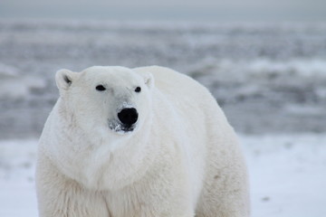 polar bear