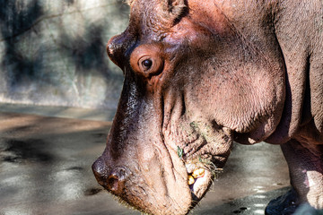 Nile hippo