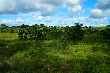 Fototapeta na wymiar Cocoa Plantation fluffy clouds