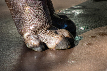 Nile hippo