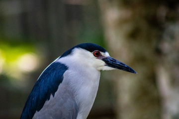 Black crowned night heron