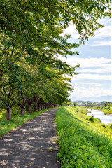 Walking road under cherry trees along with Muko river in Sanda, Hyogo, Japan