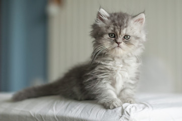 Fototapeta na wymiar Cute kitten cat gray and shot hair.