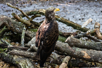 Juvenile bald eagle