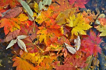 Naklejka na ściany i meble Autumn leaves on water 8