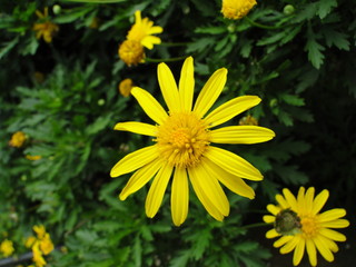 yellow flower