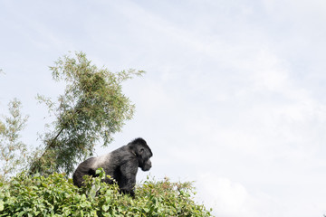 A silverback gorilla overlooks his area at the Volcanoes National Park, Rwanda in March, 2019 © Yulia Denisyuk