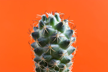 small Cactus plant on a plain color background and space for your logo © Thitisate