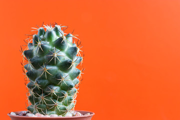 small Cactus plant on a plain color background and space for your logo © Thitisate