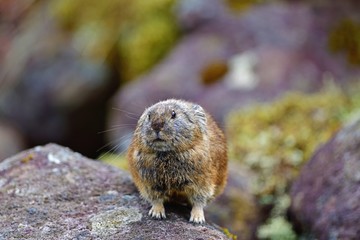 涼しい高原のがれ場でくつろぐナキウサギ＠北海道