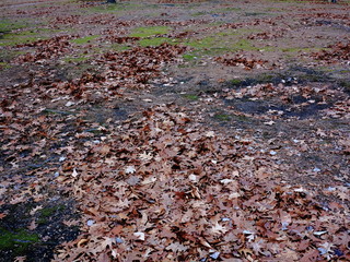 Fallen Autumn Leaves in a Field