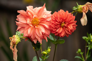 Bright and beautiful orange dahlia flowers with delicate petals 