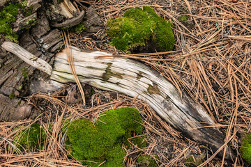 Tree root and stones with moss, details at the forest