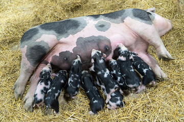 Group of new born piglets sucking milk from breast of pig mother