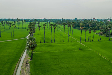 Fototapeta na wymiar aerial view rice fields with sugar palm tree