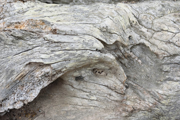 Aged Cracked Worm Born Wood