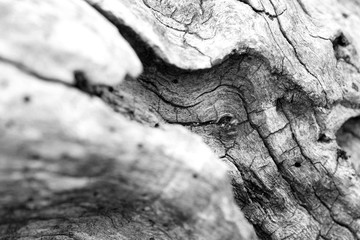 Aged Cracked Worm Born Wood