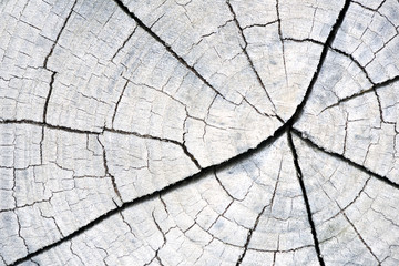 Cracked Wooden Wood Trunk