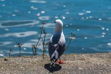 seagull on beach
