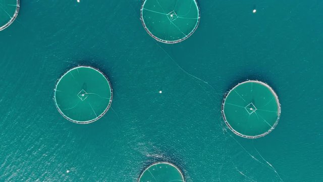 4K slow motion drone video with bird's-eye view, down pitch and rotating motion of Norwegian salmon farm with fish swimming and jumping in the turquoise ocean in Lofoten Vesterålen in northern Norway.