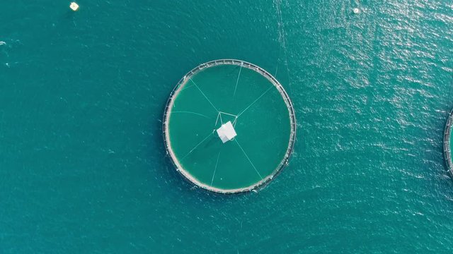 4K slow motion drone video with bird's-eye view, up pitch and rotating motion of Norwegian salmon farm with fish swimming and jumping in the turquoise ocean in Lofoten Vesterålen in northern Norway.