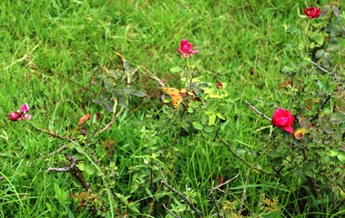 red flowers on the grass