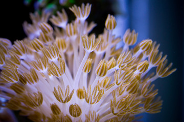 Naklejka na ściany i meble Close up of Pom pom pumping xeniaal coral in aquarium
