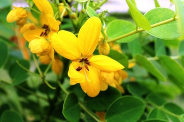 Fototapeta premium yellow flower in the garden
