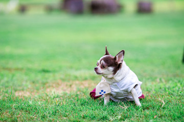 Pet dog background, small size, cute, white, brown, pomeranian, blurred while waiting for food or playing with the owner during the day in the grass field