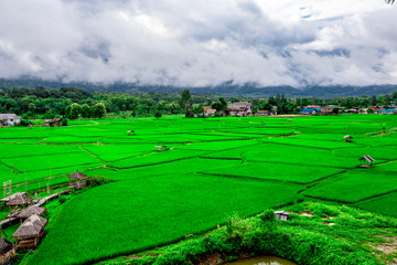 Obraz premium The close background of the green rice fields, the seedlings that are growing, are seen in rural areas as the main occupation of rice farmers who grow rice for sale or living.