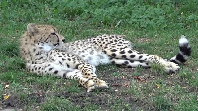 Gepard grzywiasty (Acinonyx jubatus)