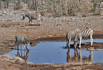 Fototapeta na wymiar Animals in Etosha National Park in Namibia.