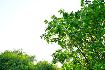 Fototapeta na wymiar Beautiful green tree sky background