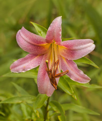 Pink lilies Orienpet hybrids with drops after rain