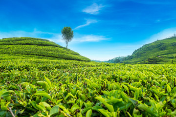 Fototapeta na wymiar Beautiful Scenery of Tea Plantation view at ciwidey, Bandung West Java, Indonesia.