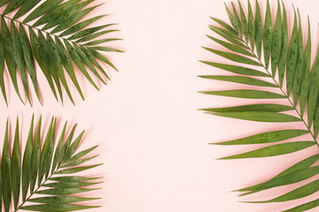 green palm leaves , branches pattern frame on a pink background. top view.copy space.abstract.