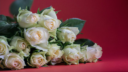 weise Rose Blume Auf Rotem Hintergrund