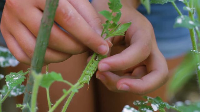 Hands slowly pull a Tobacco Hornworm off of a young tomato plant.  They pull slowly to prevent further damage to the plant since the feet of the pest are sticky and cling to the stem. Removing pests.