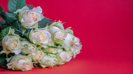 weise Rose Blume Auf Rotem Hintergrund
